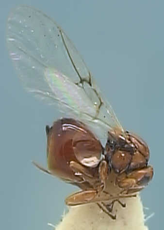 Andricus nudus